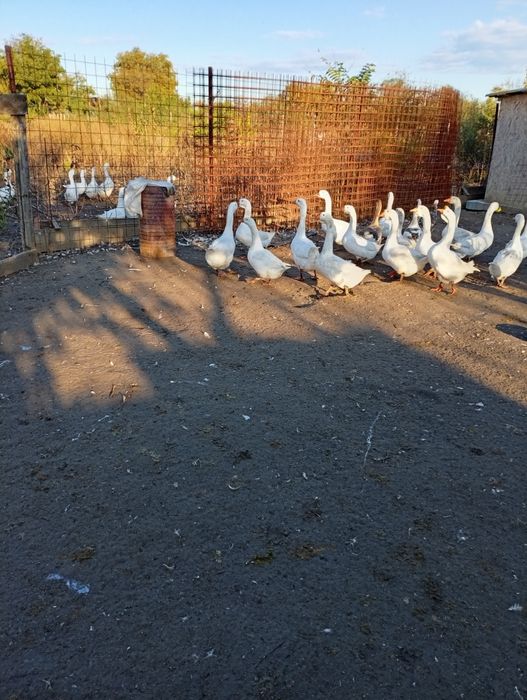 Gâste Brăila Tufesti