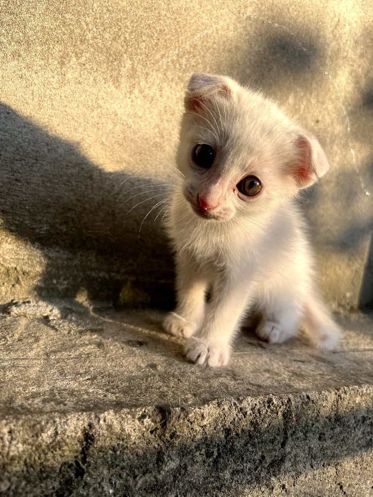 Котенок скоттиш фолд / skottish fold