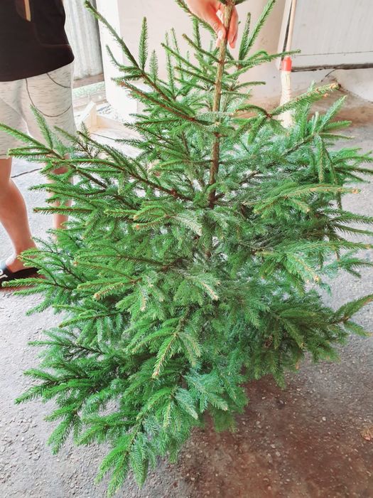 Brazi de nunta ( brad pentru obiceiuri )