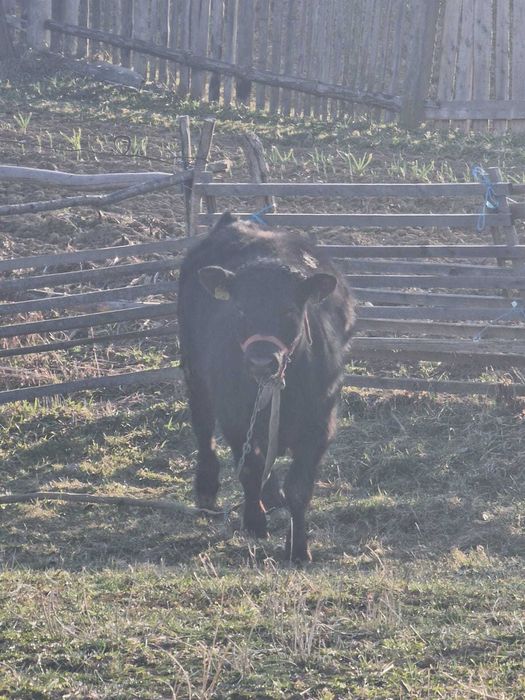 Vând Black Angus: 2 vaci+vițel mare in comuna Cornu Luncii