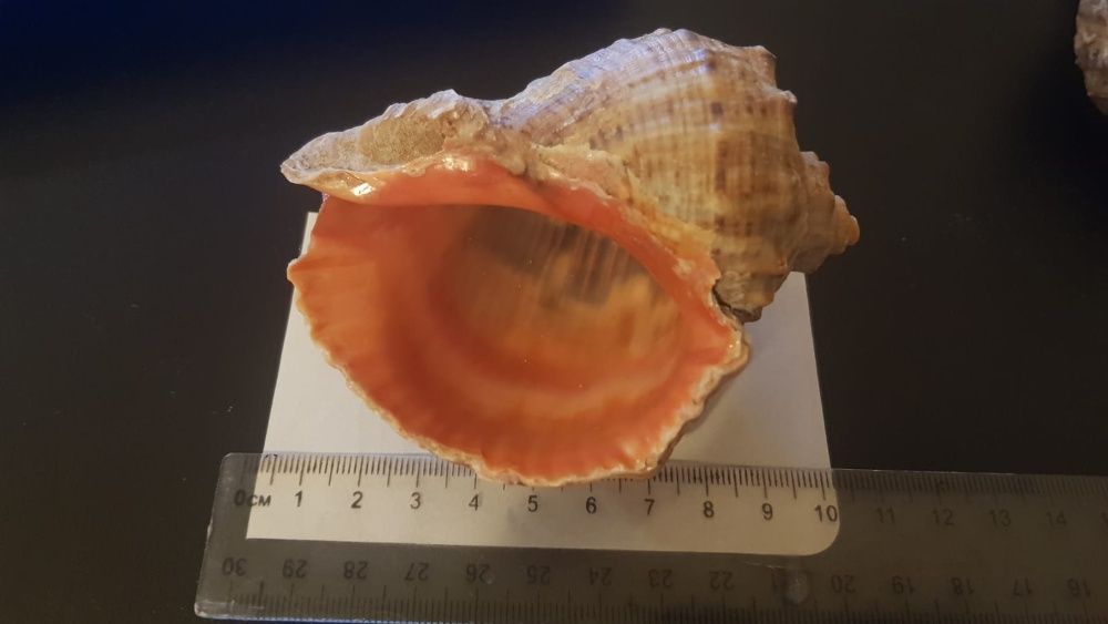 Cochilii melci RAPANE de dimensiuni mari și foarte mari