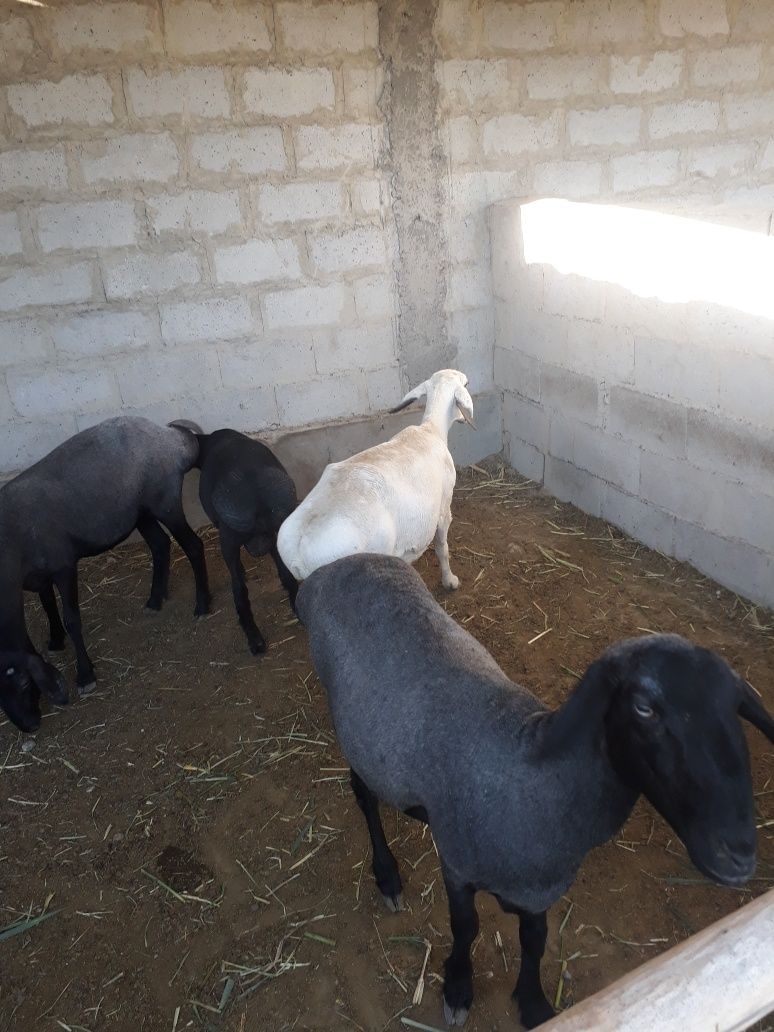 Qazoqi qoylar sotiladi
