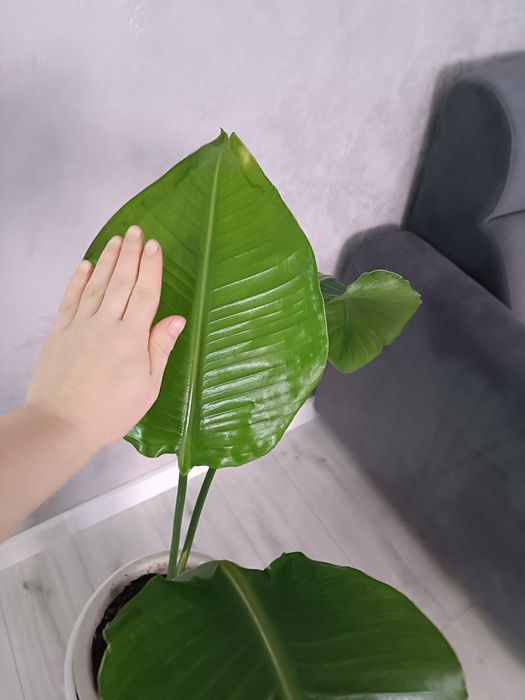 Стрелиция Николая