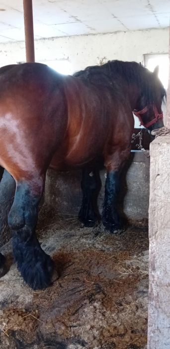 Armăsar 4ani  invatat