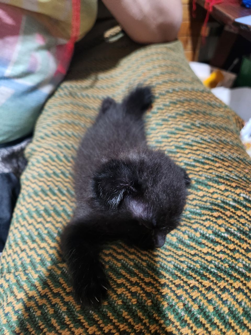 Отдам котят в добрые руки!