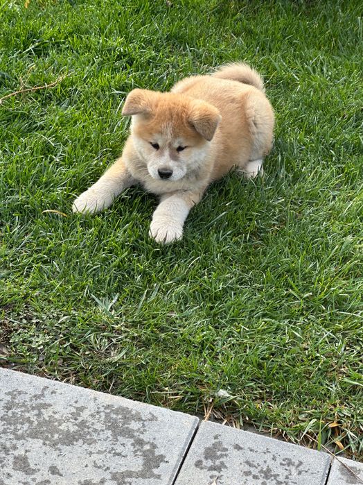 Akita inu japonez