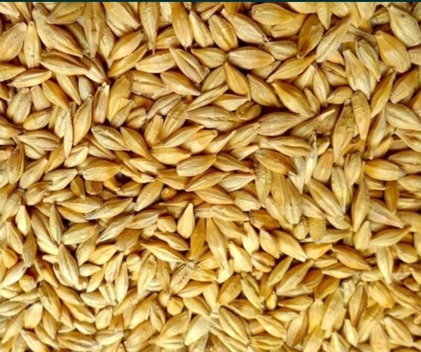 Продам ячмень пшеница
