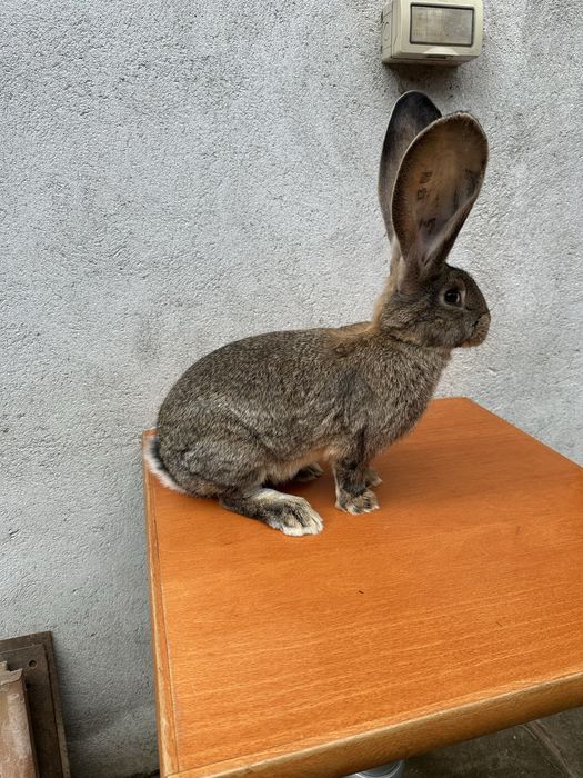 Iepuri Uriaș German