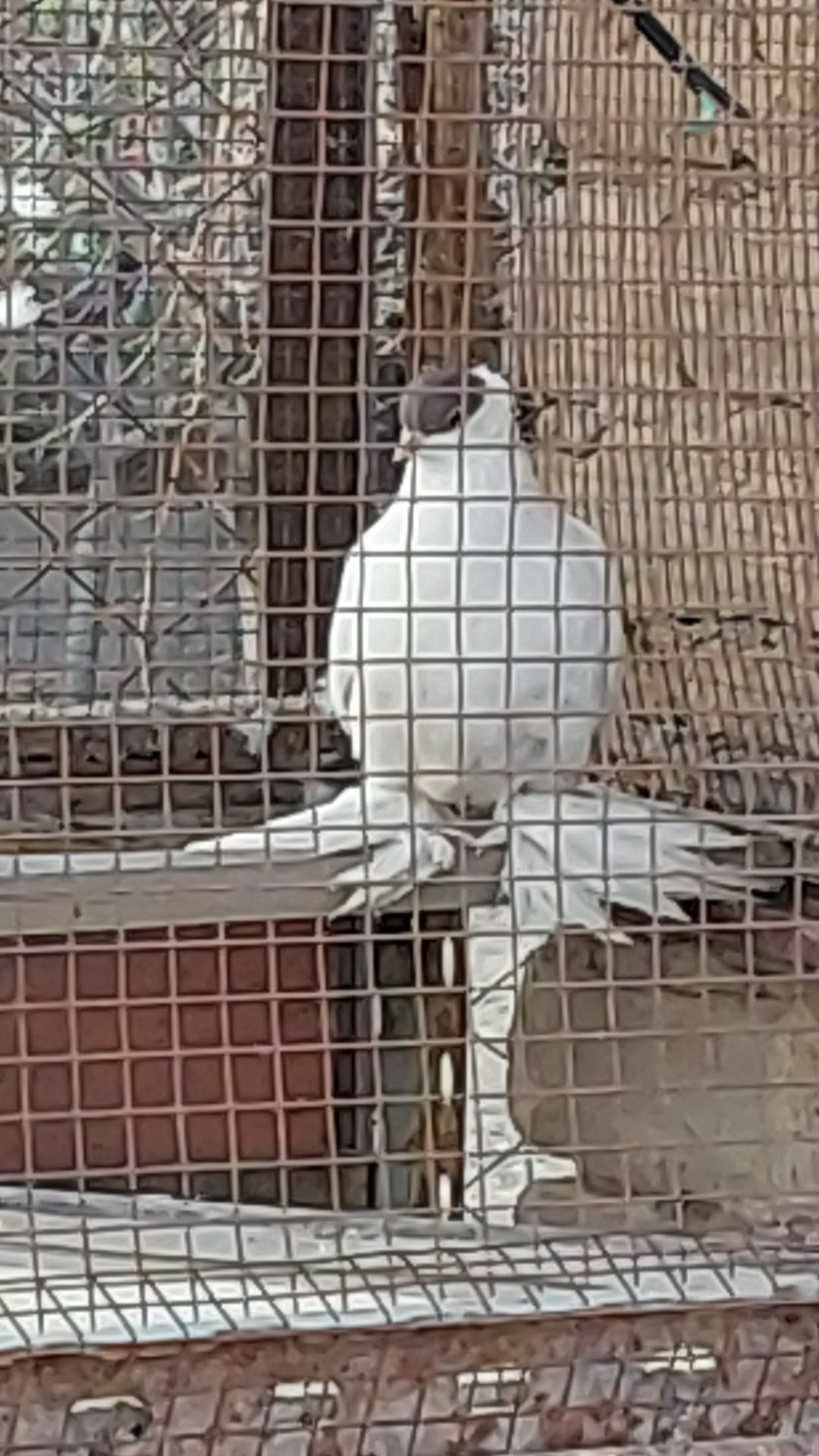 Кептерлер голуби