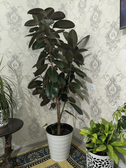 Продается цветок черный фикус 2 м
