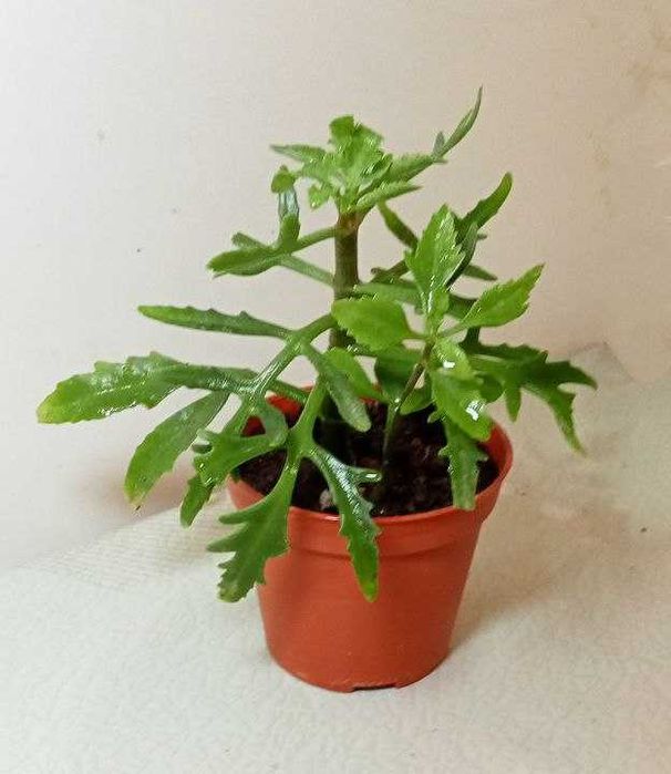 Продам. Лациниата - оленьи рожки.