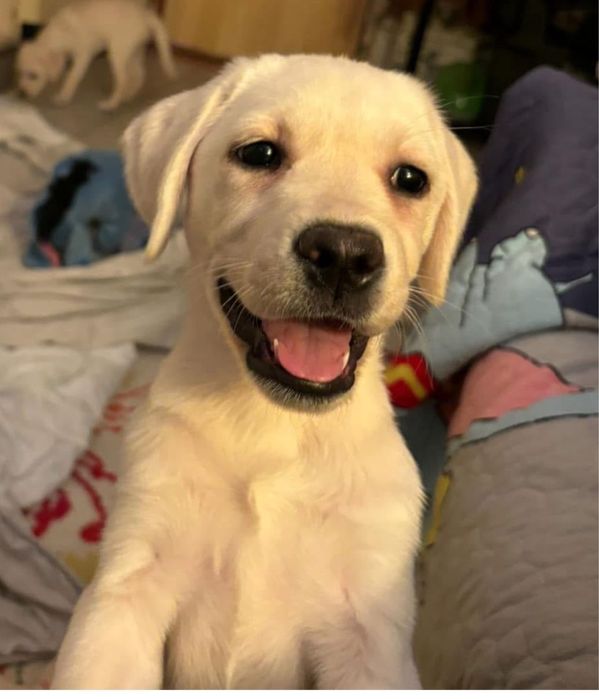 Labrador cu pedigree FCI