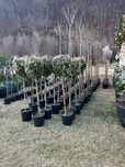 Garden Devis | Plante Ornamentale