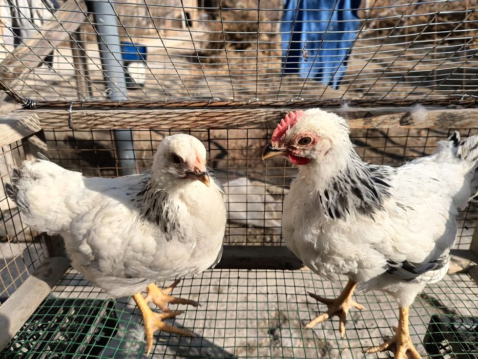 Адлер жўжалар сотилади 1+1