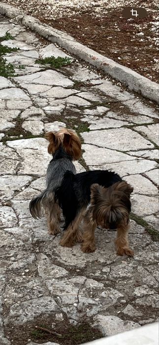 Йоркширски териер