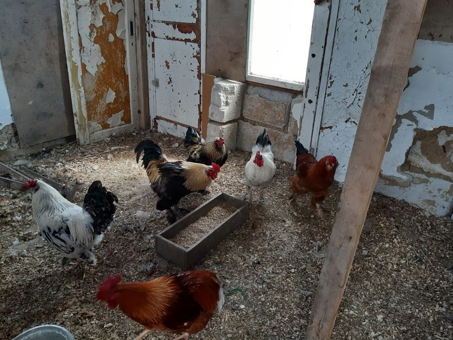 Продам петухов породы брама.