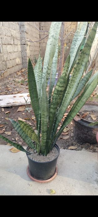 Домашние комнатные растения