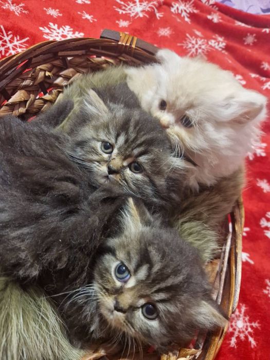 Персийски котета