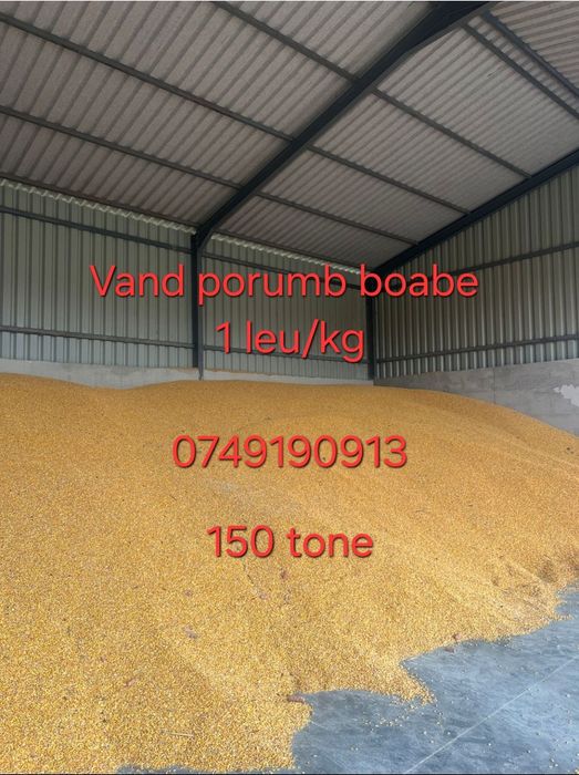 Vand porumb boabe recolta 2025