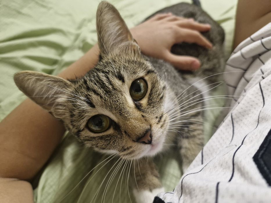 Отдам кошку в добрые руки