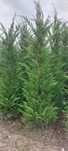 Cupressus leylandii 
Livram în toată țaraPret
1.80 m 2 m 120 lei buc
2