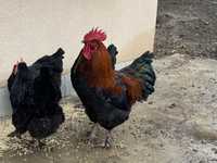 Gaini marans familie 2+1