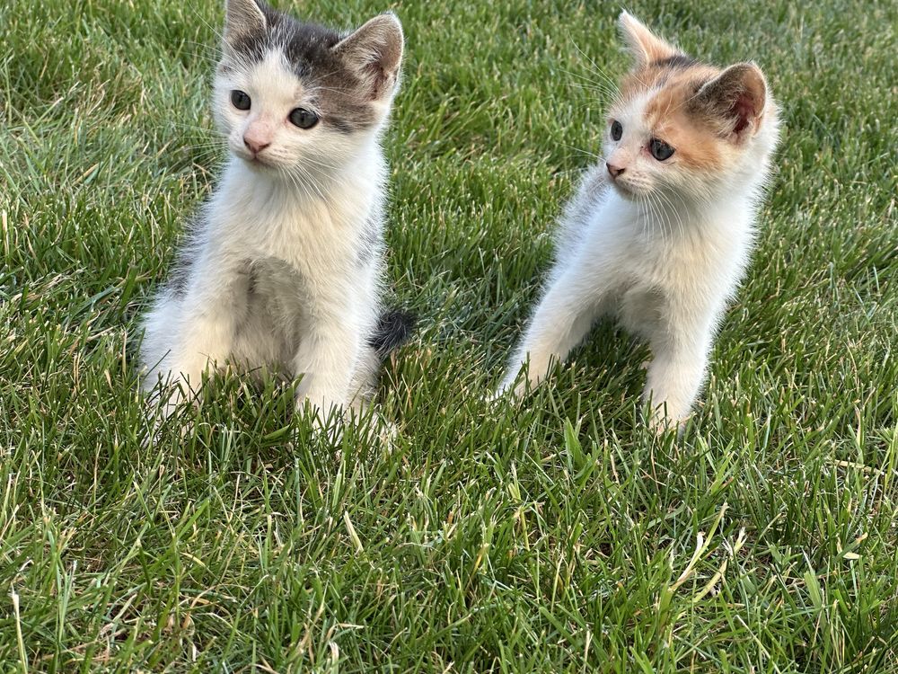 Donez spre adoptie Pisoi pisici ghemuri cu blanita jucause
