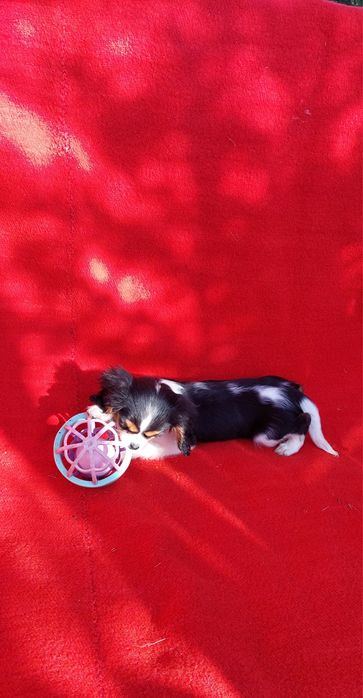 Кавалер кинг чарлз шпаньол.