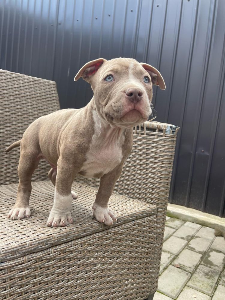 Vand pui American Bully champagne