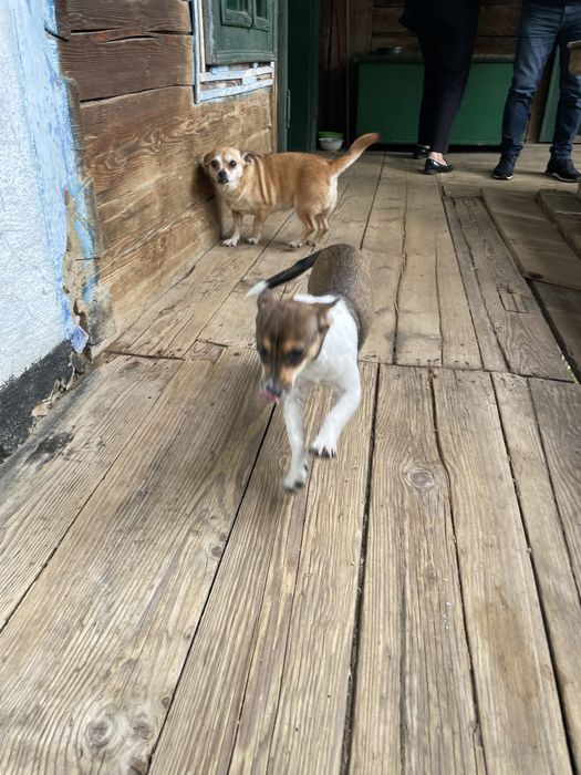 Donez cățeii ,talie mică si medie