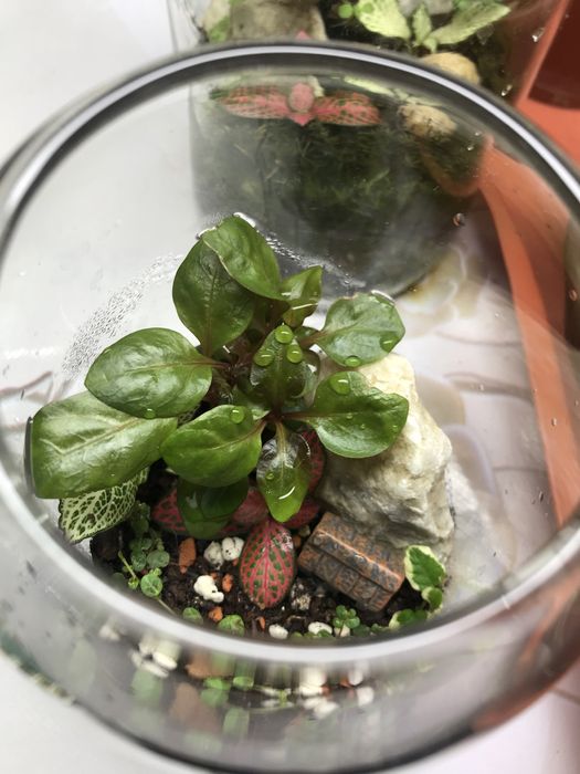 Продам флорик закрытый!