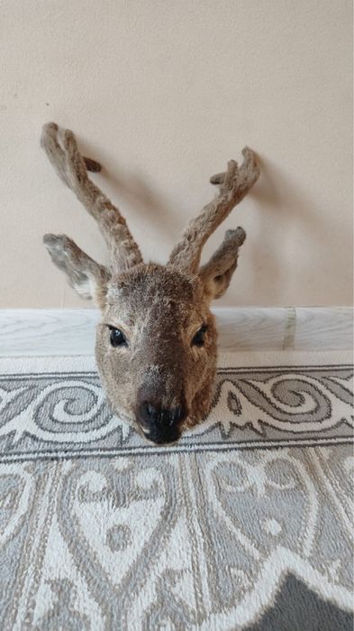 Еліктің басы үйге іліп қоятын