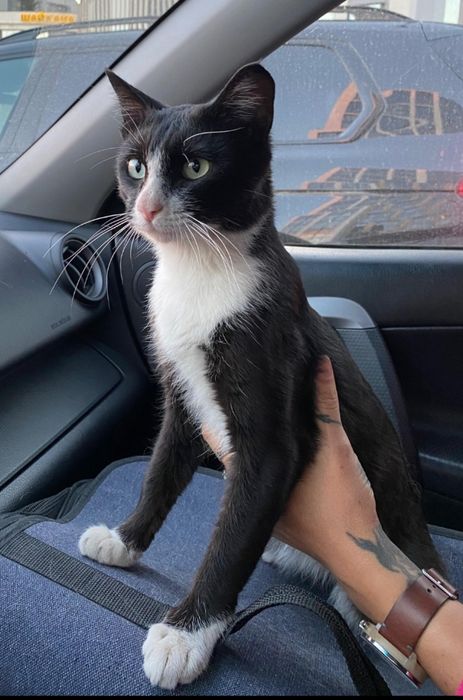 Очень ласковый кот