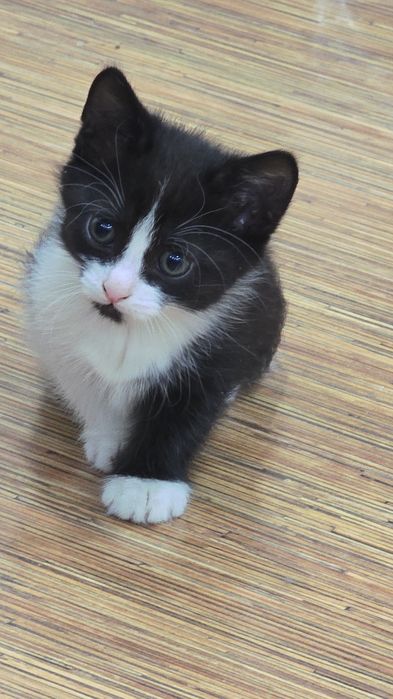 Котята 1,5месяца