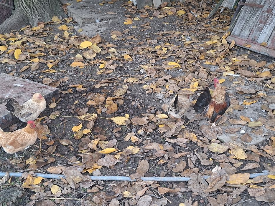 Vand 11 perechi de iopani