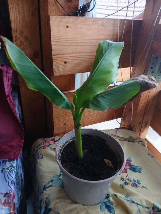 Студоустойчив банан