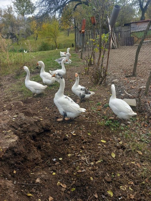 Gâște holmolgor de vânzare