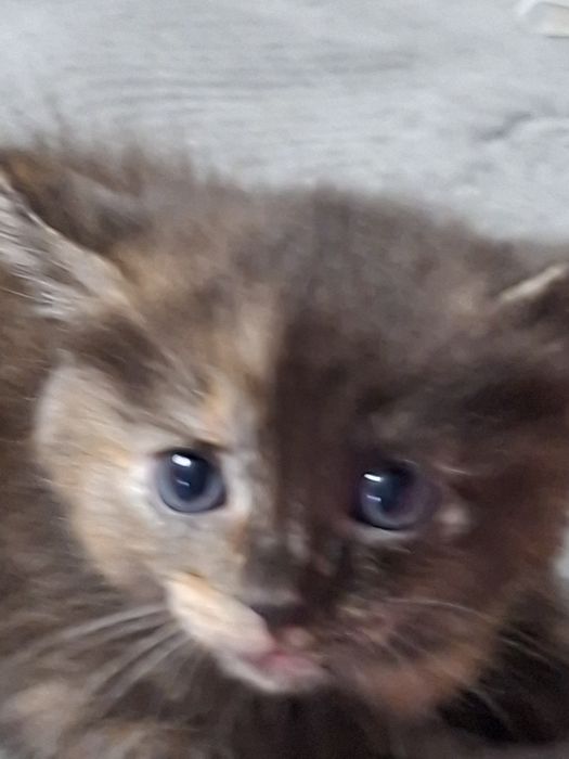 Котята от кошки мышеловки!