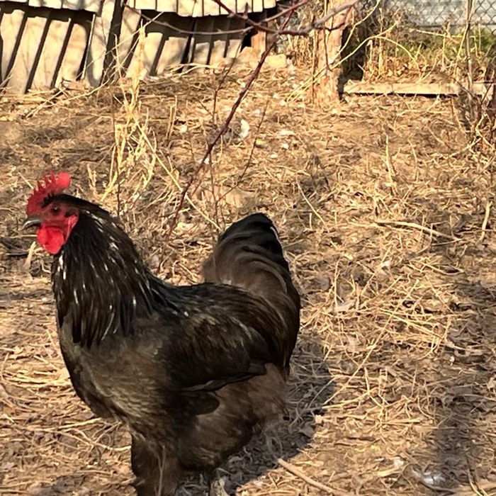 Петухи ухейилюй , джерсийский гигант, австралорп