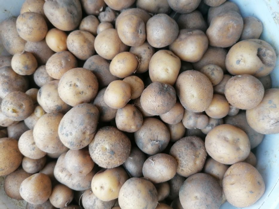 Cartofi pentru animale