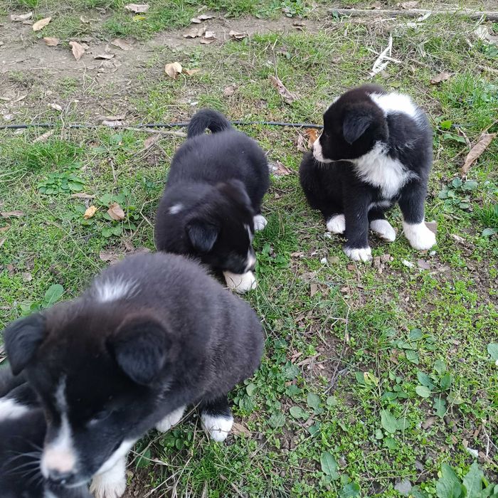 Малки кученца за подаряване