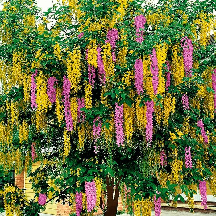 Pomi Ornamentali  salcamul lui adam bicolor