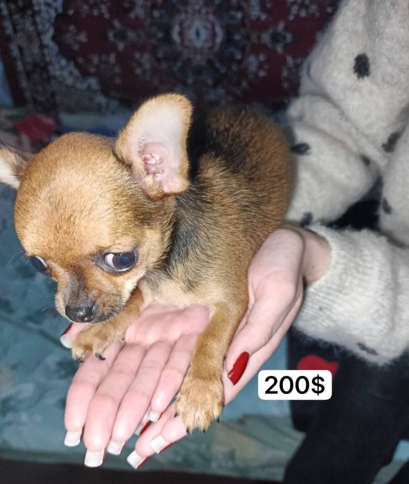 Продаются чихуахуа Мини