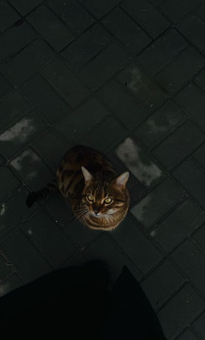 Продам бенгальского кота