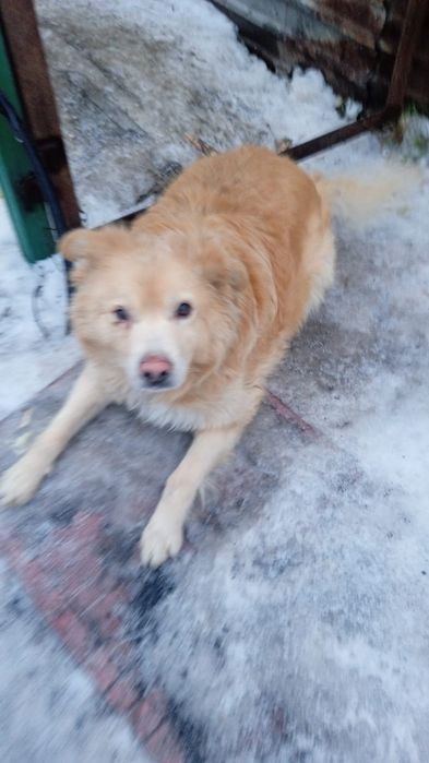 Отдам собаку в добрые руки