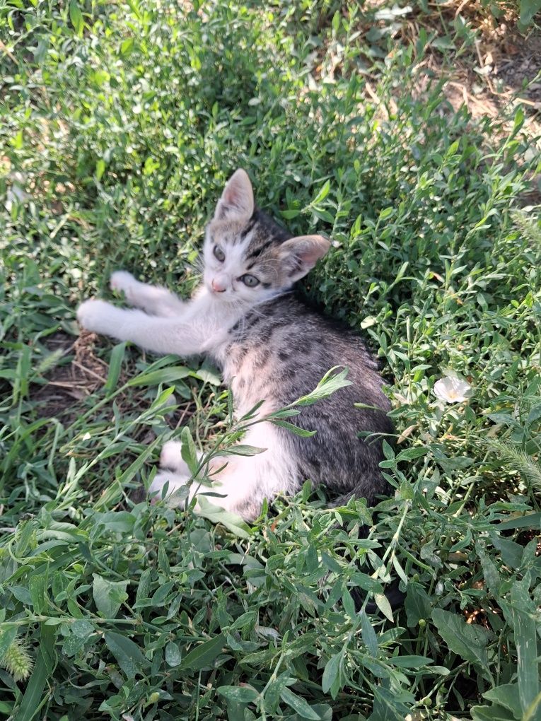 Подарявам котета