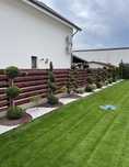 Gazon rulou premium plante ornamentale oriunde in tara