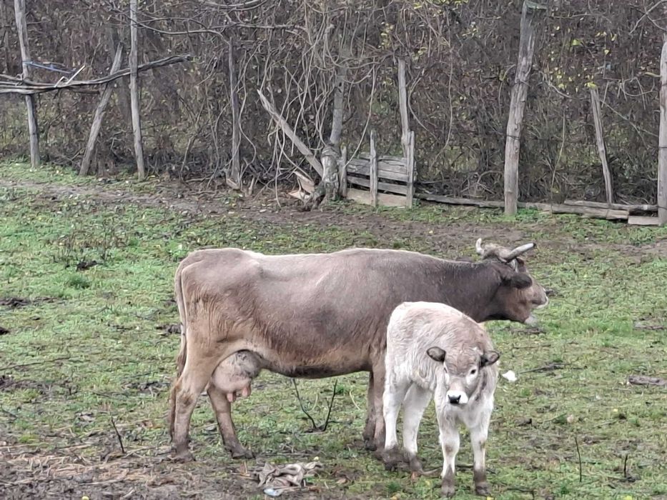 Vaca cu vitel de vanzare