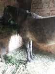 Cal  de vanzare olx