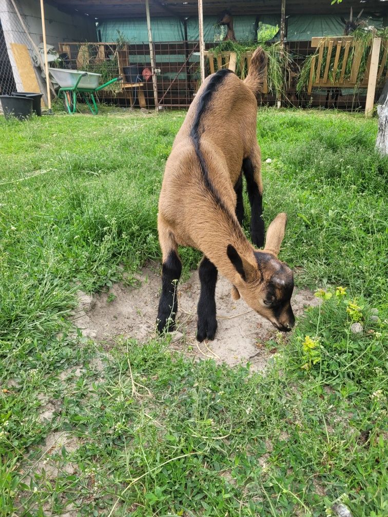 Vând țap din mama de exceptie